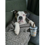 Platinum fit sticks kramtomosios lazdelės šunims su vištiena ir ėriena