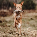 Hunter Billund Fox žaislas šunims