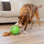 Outward Hound Dog Snuffle N&#39; Treat Ball interaktyvus žaislas šunims