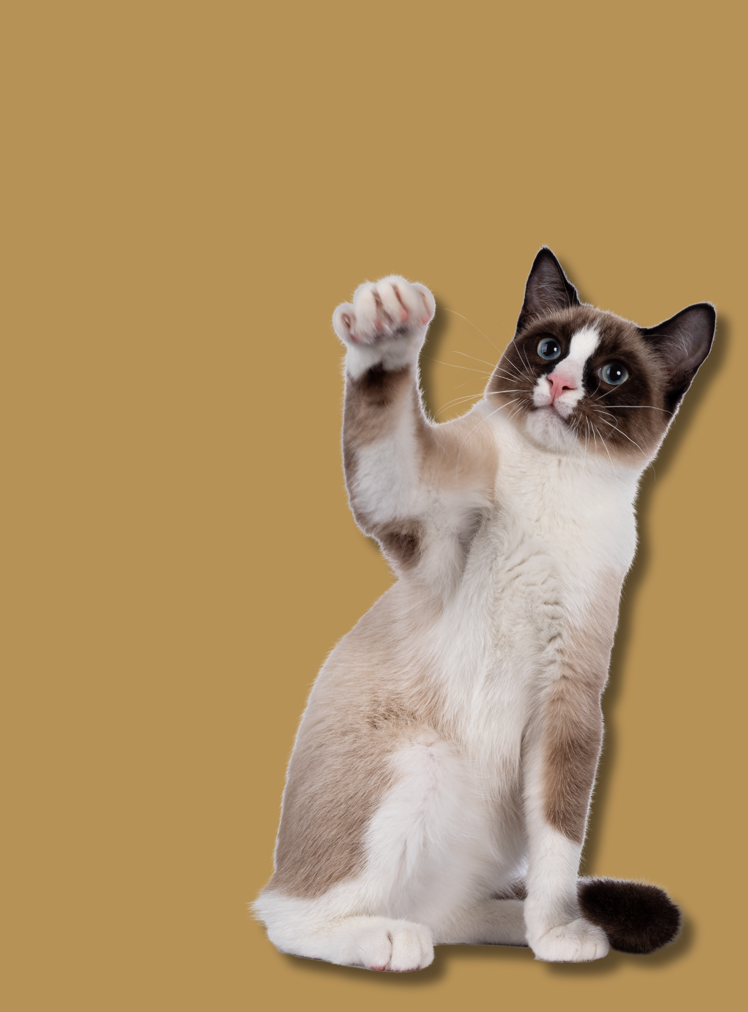 Geriausia ką galite pasiūlyti savo katei