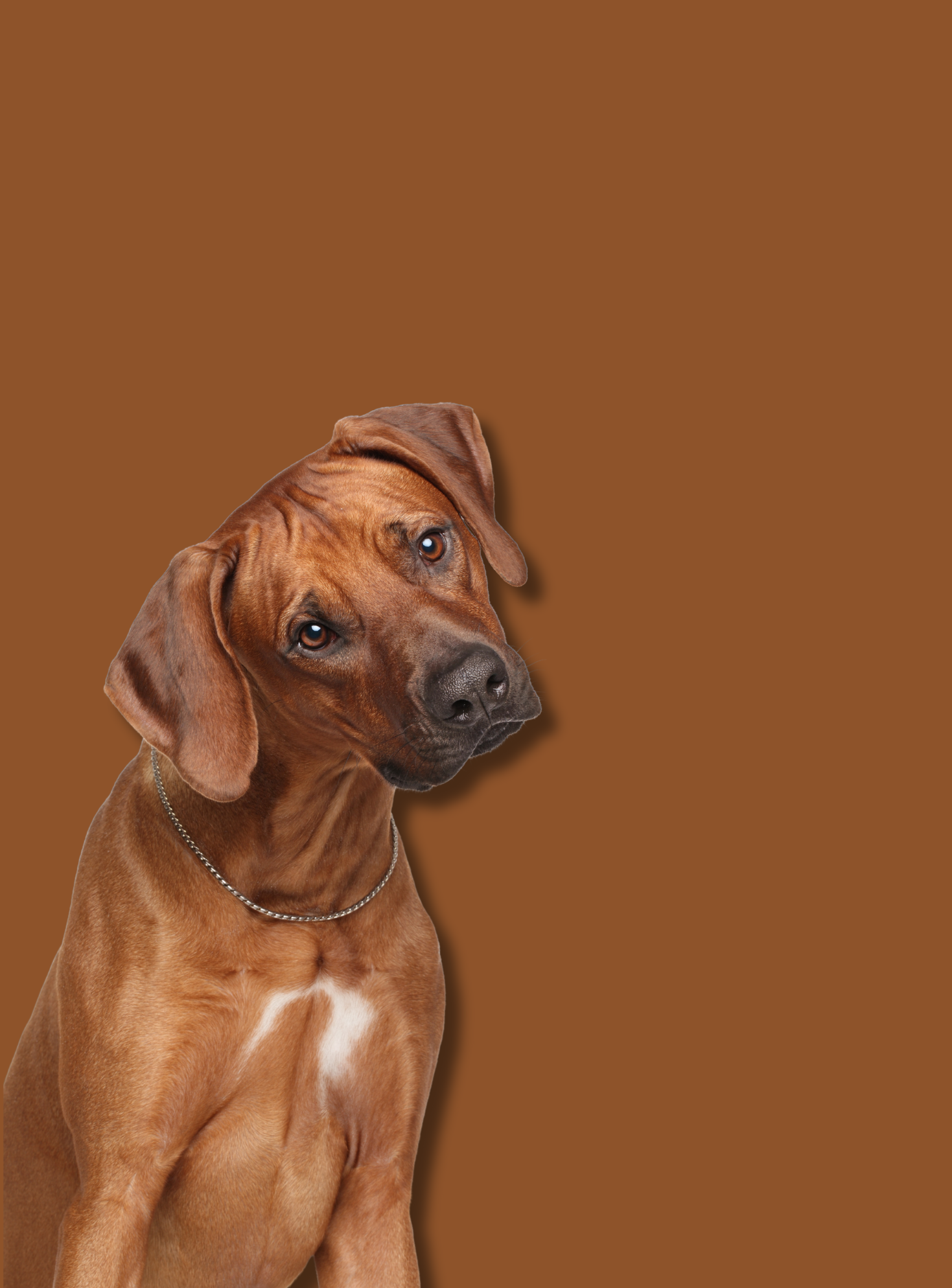 Geriausia ką galite pasiūlyti savo šuniui